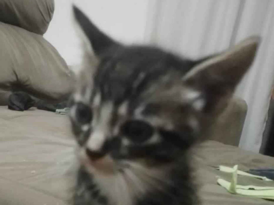 Gato para adoção Ambos Pequeno Abaixo de 2 meses
