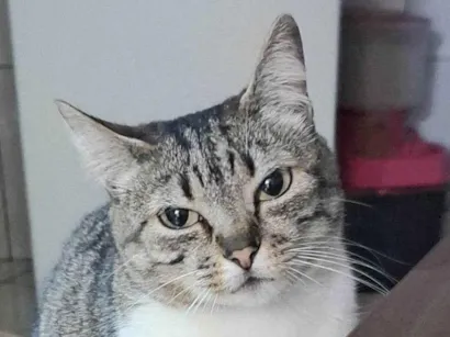 Gato SRD-ViraLata Pequeno 3-anos