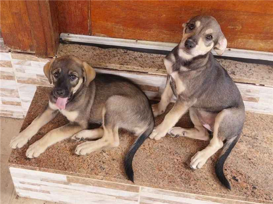 Cachorro cão para adoção Fêmea Médio  2 a 6 meses 