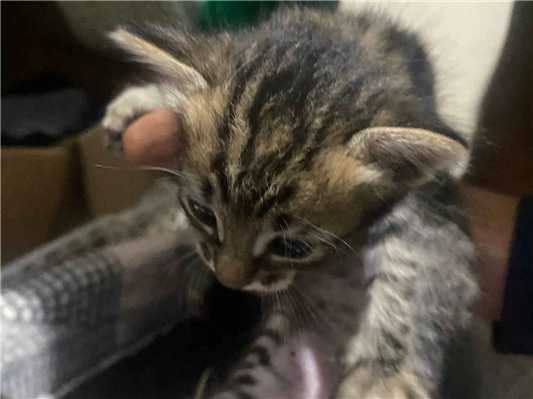 Gato para adoção Fêmea Pequeno Abaixo de 2 meses