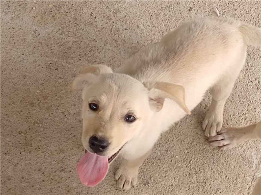 Cachorro cão para adoção Ambos Médio  2 a 6 meses 