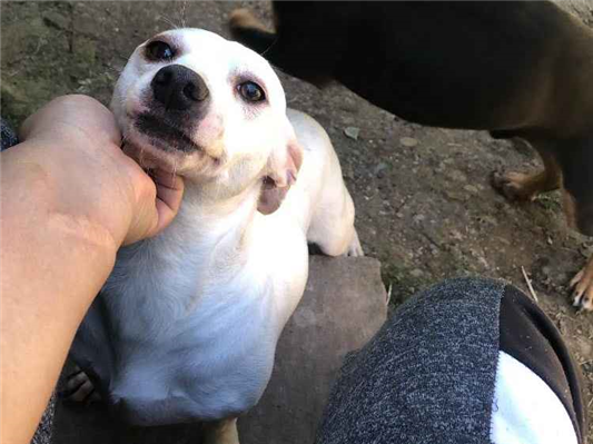 Cachorro cão para adoção Ambos Médio  2 anos 