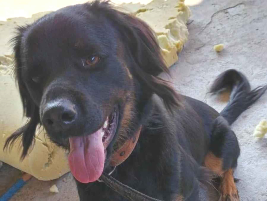 Cachorro cão para adoção Macho Grande 3 anos 