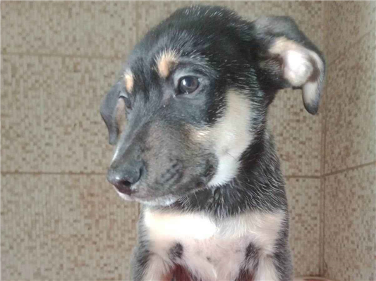 Cachorro cão para adoção Macho Médio  2 a 6 meses 