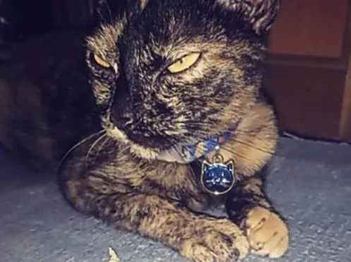 Gato - Fêmea Pequeno7 a 11 meses