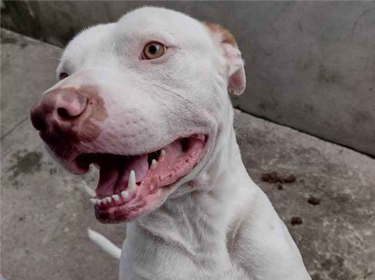 Cachorro cão para adoção Macho Grande 5 anos 