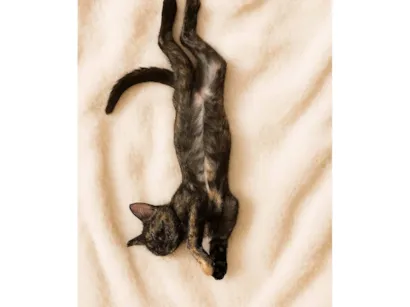 Gato SRD-ViraLata Pequeno 2-a-6-meses