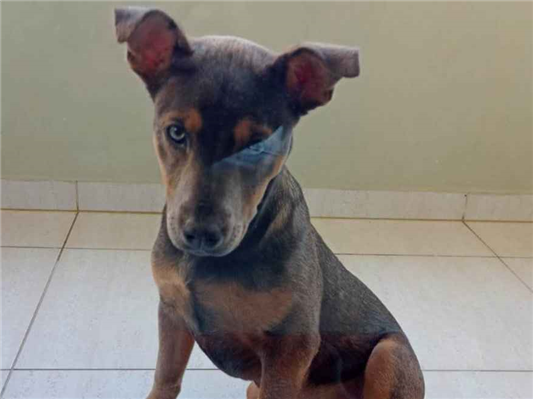 Cachorro cão para adoção Fêmea Médio  2 a 6 meses 