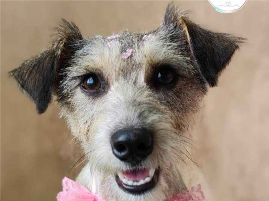 Cachorro cão para adoção Ambos Pequeno 2 a 6 meses 
