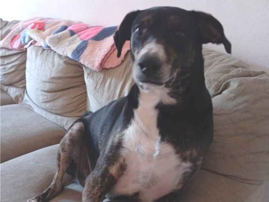 Cachorro cão para adoção Fêmea Grande 1 ano 