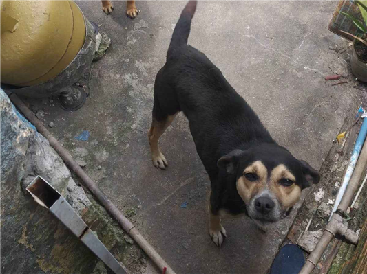 Cachorro cão para adoção Macho Médio  3 anos 