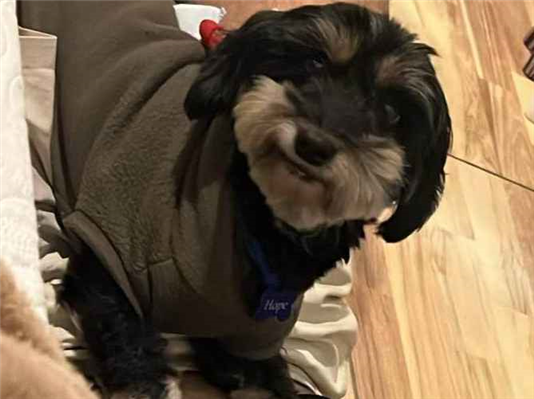 Cachorro cão para adoção Macho Pequeno 6 anos Acima 