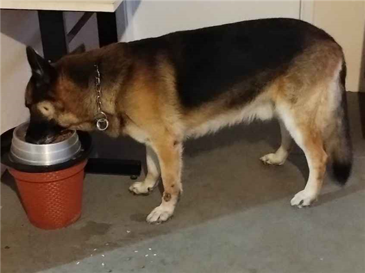 Cachorro cão para adoção Macho Grande 6 anos Acima 