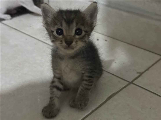 Gato para adoção Ambos Pequeno Abaixo de 2 meses