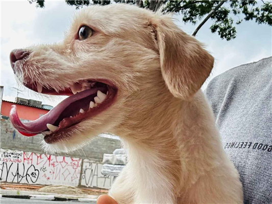 Cachorro cão para adoção Macho Pequeno 1 ano 
