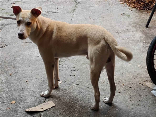 Cachorro cão para adoção Macho Grande 5 anos 