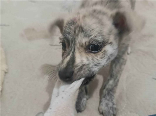 Cachorro cão para adoção Macho Grande 2 a 6 meses 