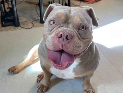 Cao Pit-Bull Medio 3-anos