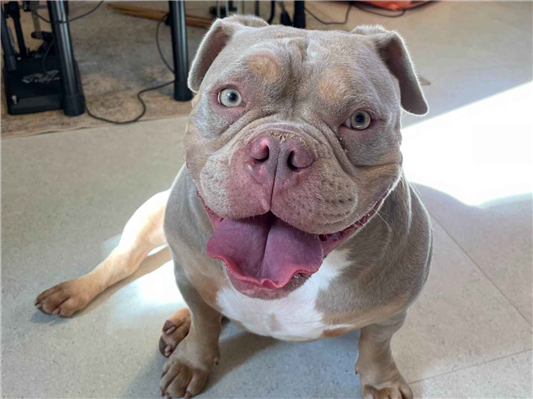 Cachorro cão para adoção Fêmea Médio  3 anos 