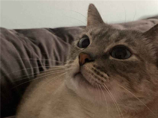 Gato Procura-Perdido Fêmea Grande 4 anos 