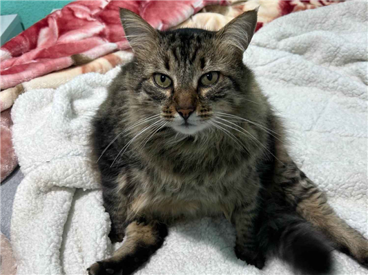 Gato Procura-Perdido Macho Grande 6 anos Acima 