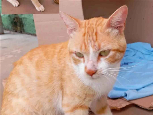 Gato - Macho Pequeno7 a 11 meses