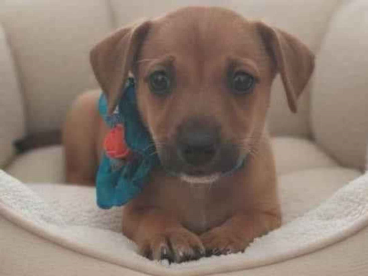 Cao - Macho Médio2 a 6 meses