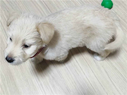 Cachorro cão para adoção Fêmea Pequeno Abaixo de 2 meses 