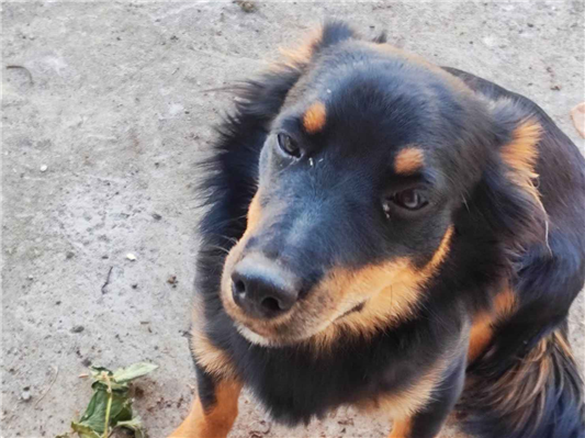 Cachorro cão para adoção Macho Médio  2 a 6 meses 