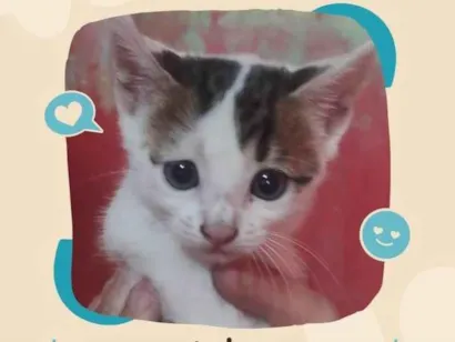 Gato SRD-ViraLata Pequeno Abaixo-de-2-meses
