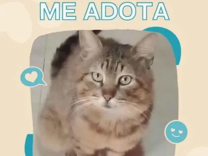 Gato SRD-ViraLata Medio 2-a-6-meses