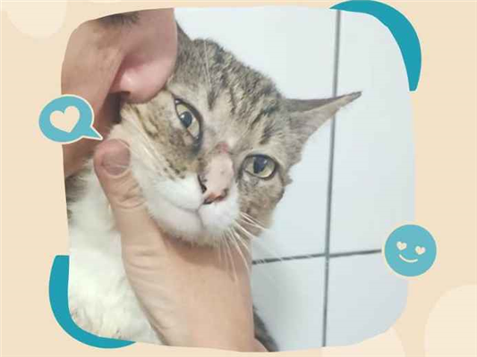 Gato para adoção Macho Pequeno 7 a 11 meses
