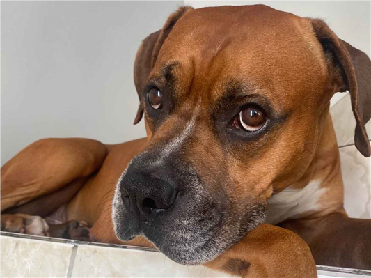 Cachorro cão para adoção Macho Grande 6 anos Acima 
