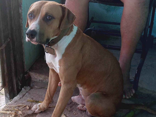 Cachorro cão para adoção Macho Grande 2 anos 