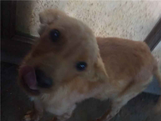 Cachorro cão para adoção Fêmea Médio  2 a 6 meses 