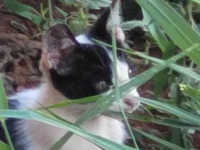 Gato SRD-ViraLata Pequeno 2-a-6-meses