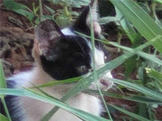 Gato - Macho Pequeno2 a 6 meses