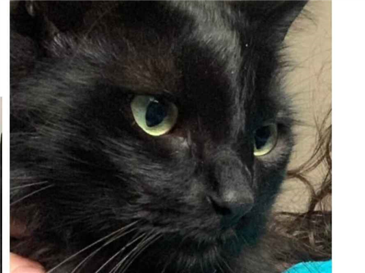 Gato Procura-Perdido Macho Médio 6 anos Acima 