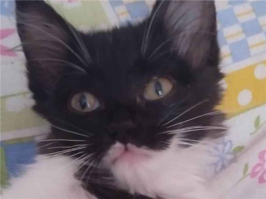 Gato para adoção Fêmea Pequeno Abaixo de 2 meses