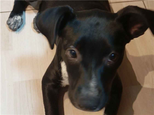 Cachorro cão para adoção Fêmea Médio  2 a 6 meses 