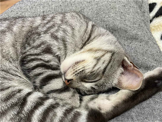 Gato para adoção Fêmea Médio 7 a 11 meses