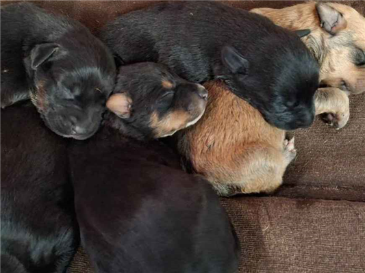 Cachorro cão para adoção Ambos Médio  Abaixo de 2 meses 
