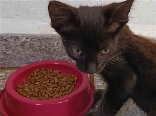 Gato para adoção Macho Pequeno Abaixo de 2 meses