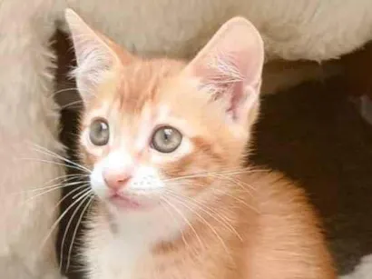 Gato SRD-ViraLata Pequeno Abaixo-de-2-meses