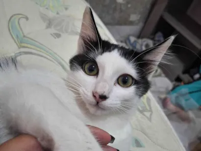 Gato SRD-ViraLata Medio 6-anos-Acima