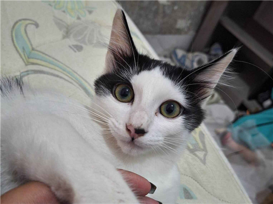 Gato para adoção Ambos Médio 6 anos Acima