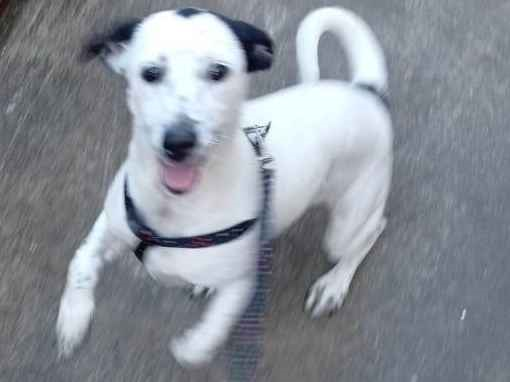 Cachorro cão para adoção Fêmea Pequeno 7 a 11 meses 