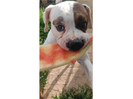 Cachorro cão para adoção Macho Grande 3 anos 