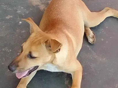 Cao SRD-ViraLata Pequeno Abaixo-de-2-meses