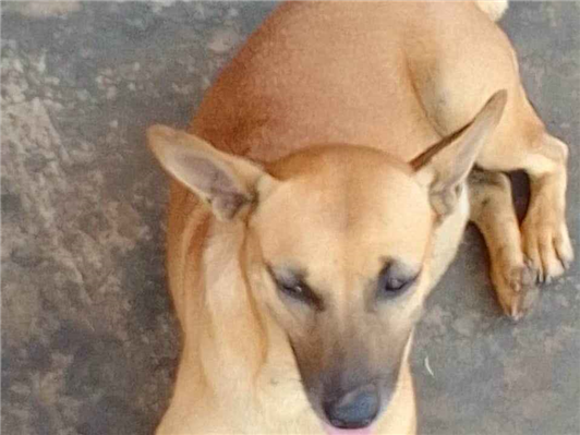 Cachorro cão para adoção Fêmea Pequeno 1 ano 